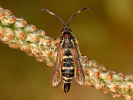 Six-belted Clearwing - Bembecia ichneumoniformis