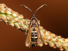 Six-belted Clearwing - Bembecia ichneumoniformis