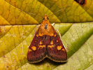  - Pyrausta aurata