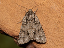  - Acronicta auricoma