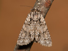  - Acronicta auricoma