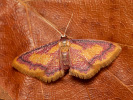  - Idaea muricata