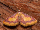  - Idaea muricata