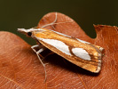  - Catoptria pinella