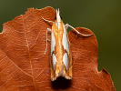  - Catoptria pinella