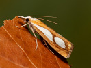  - Catoptria pinella