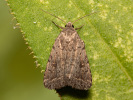  - Athetis gluteosa