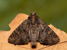 Common Rustic - Mesapamea secalis