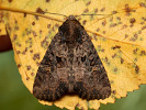 Common Rustic - Mesapamea secalis