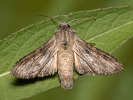  - Cucullia xeranthemi