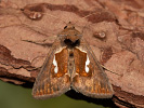 Goldenes C - Macdunnoughia confusa