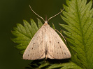 Dotted Fan-foot - Macrochilo cribrumalis