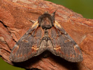 Iron Prominent - Notodonta dromedarius