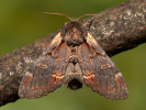 Iron Prominent - Notodonta dromedarius