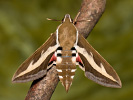 Bedstraw Hawk-moth - Hyles gallii