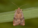 Dunkelbraune Bandeule - Noctua janthina