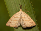 Pamora hmatadlová - Polypogon tentacularia