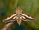 Bedstraw Hawk-moth - Hyles gallii