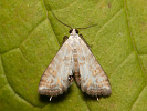 Small China-mark - Cataclysta lemnata