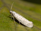 Předivka zhoubná - Yponomeuta evonymella