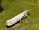  - Yponomeuta evonymella