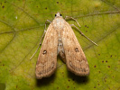 Ringed China-mark - Parapoynx stratiotata