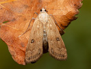 Ringed China-mark - Parapoynx stratiotata