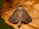 Twin-spotted Wainscot - Archanara geminipuncta