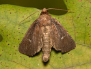 Twin-spotted Wainscot - Archanara geminipuncta