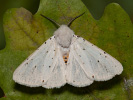 Spriadač obyčajný - Spilosoma lubricipeda