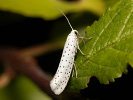 Předivka zhoubná - Yponomeuta evonymella