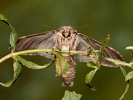 Chochlatka osiková - Pheosia tremula