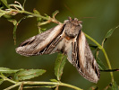 Chochlatka osiková - Pheosia tremula