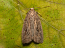 Silky Wainscot - Chilodes maritima