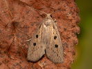 Silky Wainscot - Chilodes maritima