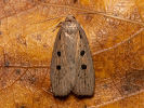 Silky Wainscot - Chilodes maritima