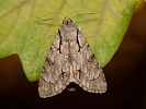  - Acronicta psi