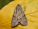  - Acronicta psi