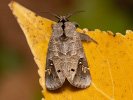 Schwarzfleck-Erpelschwanz - Clostera anachoreta