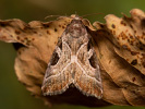 Rosagraue Beifußeule - Eucarta virgo