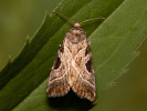 Silvery Gem - Eucarta virgo