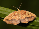 Bordered Beauty - Epione repandaria