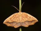 Bordered Beauty - Epione repandaria