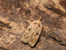 Plochuška lopuchová - Agonopterix arenella