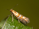  - Phyllonorycter ulmifoliella