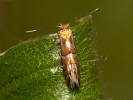  - Phyllonorycter ulmifoliella