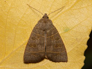 Olive - <i>Ipimorpha subtusa</i>
