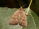 Olive - <i>Ipimorpha subtusa</i>
