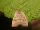Olive - <i>Ipimorpha subtusa</i>