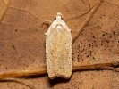 Plochuška janovcová - <i>Agonopterix nervosa</i>